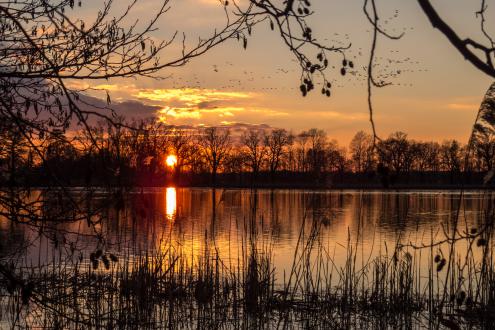 Bei Sonnenuntergang ziehen Enten, Schwäne und Gänse von den Feldern auf die Teiche. Foto: Dirk Weis