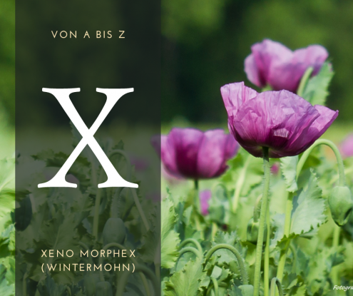 Xeno Morphex (Wintermohn)_Sandro Tenne