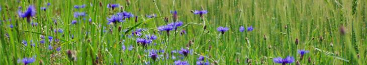 Kornblumen im Getreide